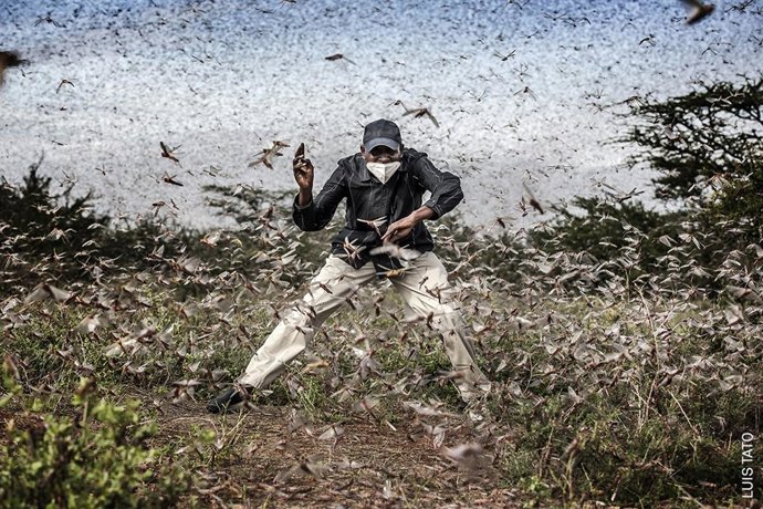 Archivo - Luis Tato, Fighting Locust Invasion in East Africa