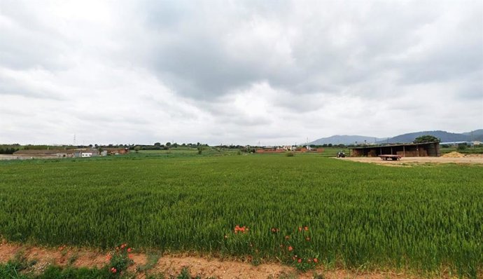 Campos de conreo de cereales alrededor de Torre Marimon, en Caldes de Montbui (Barcelona)