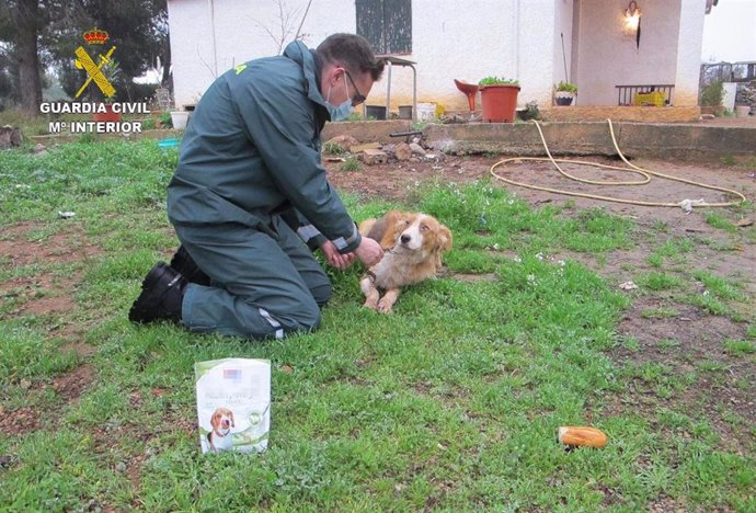 : La Guardia Civil Rescata A Cuatro Perros Abandonados Por Sus Dueños En Una Finca A Las Afueras De Masdenverge