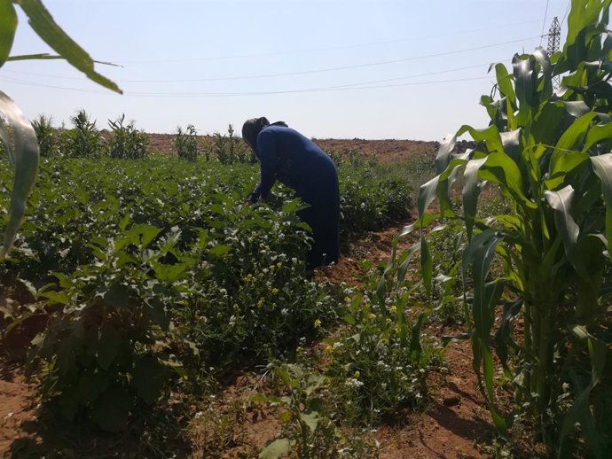 Una mujer en una plantación siria