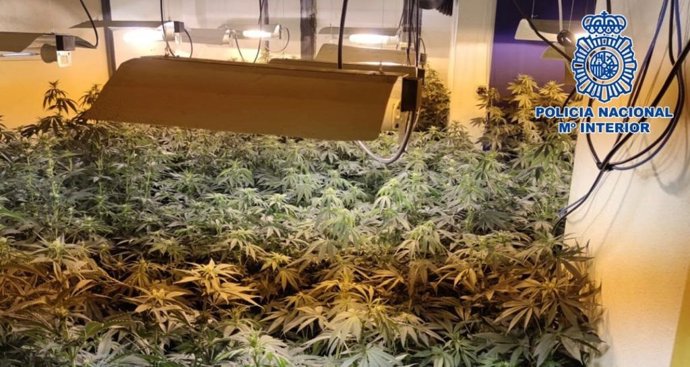 Cultivo de marihuna en viviendas sociales.