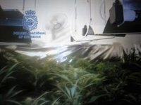 Ocho detenidos tras desmantelar ocho plantaciones de marihuana en Trebujena (Cádiz)