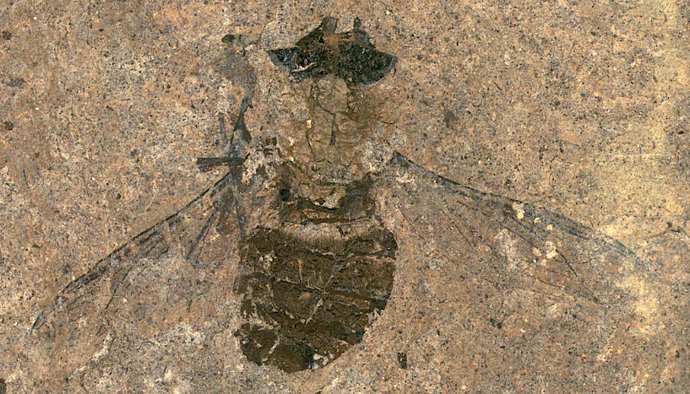 Mosca fósil, Hirmoneura messelense del antiguo lago Messel