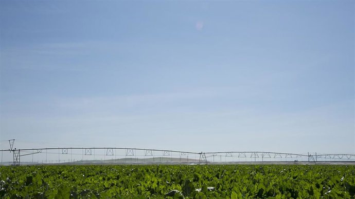 Ranger sector B XII Lebrija