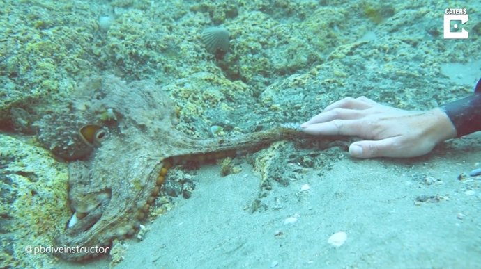 Un amistoso pulpo coge la mano de una buceadora en un encuentro mágico en Nueva Zelanda