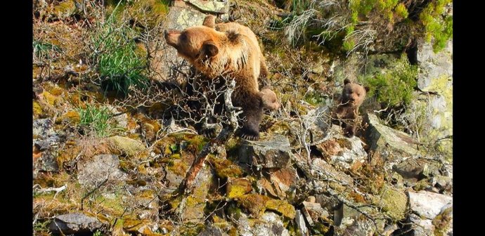 Archivo - Oso cantábrico.