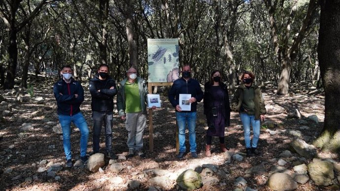 Medio Ambiente inicia un proyecto de recuperación y conservación de encinares en fincas públicas de Mallorca.