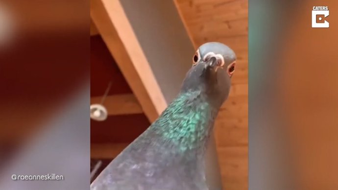Una paloma reacciona al ver a su dueña fingiendo un desmayo