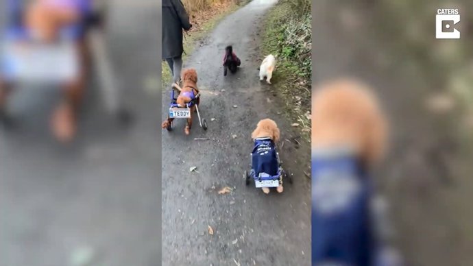 La vida de este perro cambió drásticamente cuando fue rescatado de un matadero en China y se convirtió en perro de terapia en Irlanda