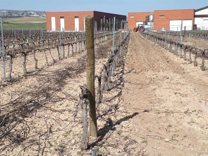 Ensayo de riego en una explotación vinícola.