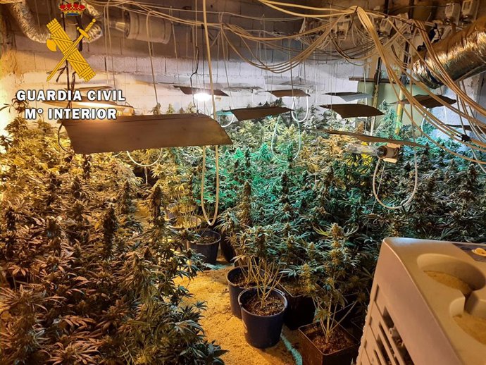 Plantación de marihuana descubierta en el interior de una vivienda de Huelma