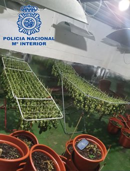 Marihuana incautada en Badajoz