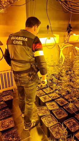 Centro de producción de marihuana desarticulado por la Guardia Civil