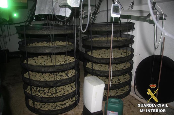 Parte de los cogollos de marihuana intervenidos.