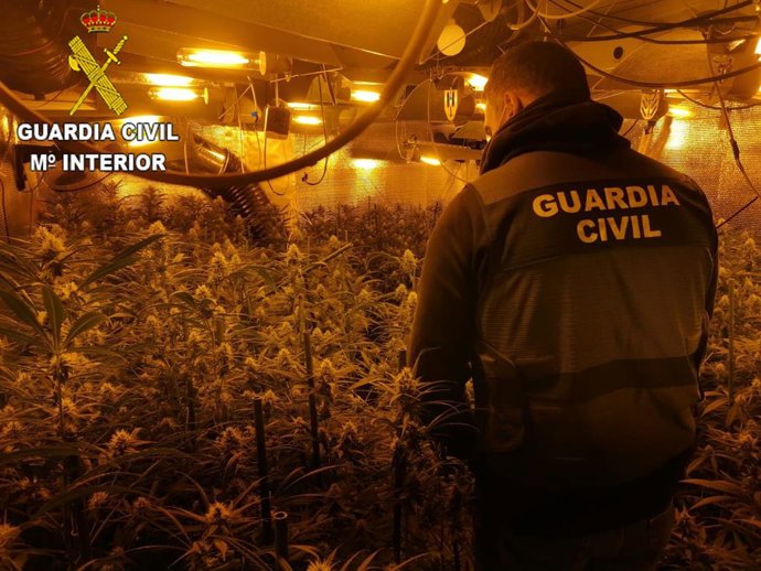 Plantacion de marihuana