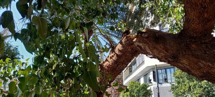 Árbol En Jacinto Benavente (Valncia)