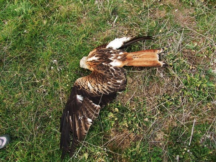 Archivo - Milano real envenenado. Imagen de archivo.