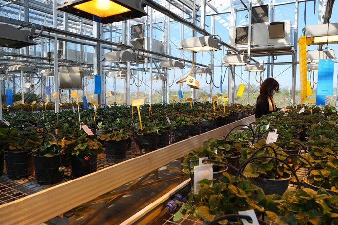 Investigadores de la UMA identifican un gen esencial para la regulación de la maduración de la fresa