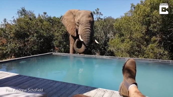 Estos elefantes salvajes se dejan fotografiar bebiendo y chapoteando en la piscina de una reserva en África