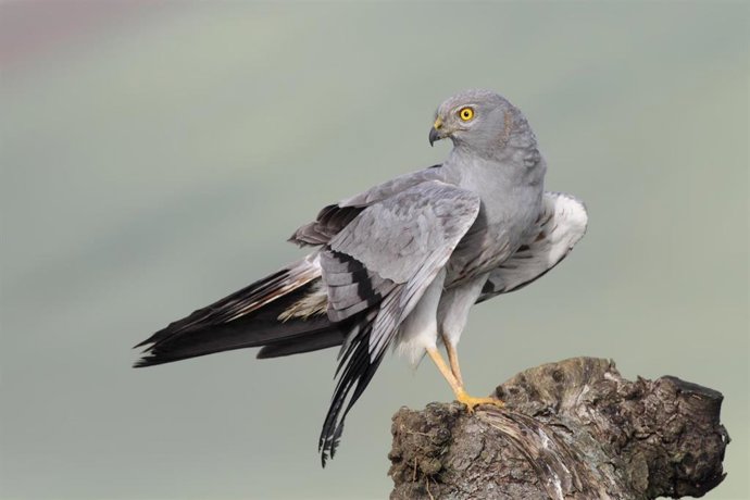 SEO/BirdLife urge a la Junta a planificar las ubicaciones de plantas solares y alerta del impacto en la biodiversidad