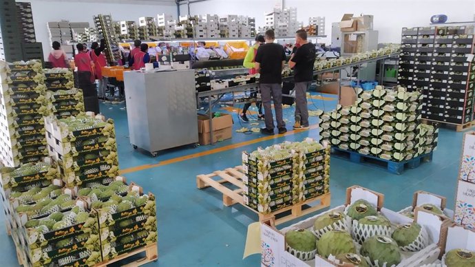 Almacenes afrontan la cosecha de primavera de la chirimoya