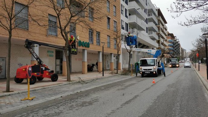 Poda en los árboles de Jaén.