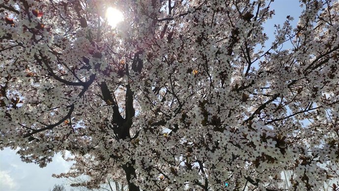Archivo - Con la llegada de la primavera aumentan los síntomas alérgicos.