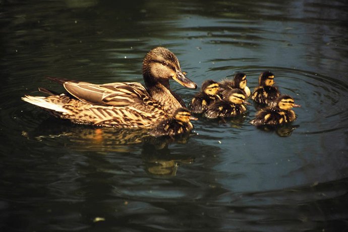 Andalucía supera los 819.200 ejemplares de aves acuáticas invernantes en 233 humedales.