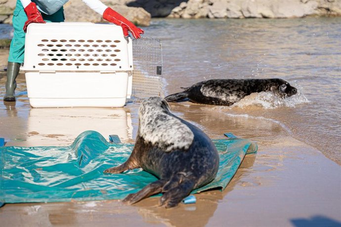 Suelta de las dos focas en la Virgen del Mar