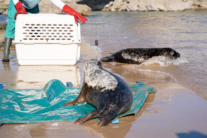 Suelta de las dos focas en la Virgen del Mar