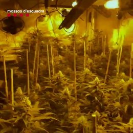 Desmanteladas dos plantaciones de marihuana an el municipio de Esparraguera.