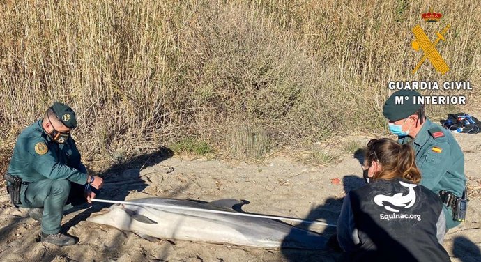 Archivo - Varamiento de un delfín en Mojácar el pasado mes de enero