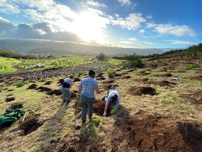 Labores de reforestación en la cumbre de Gran Canaria