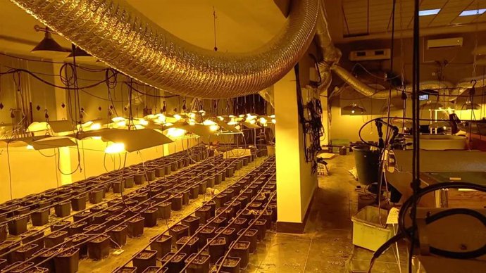 Cultivo de marihuana en Arahal