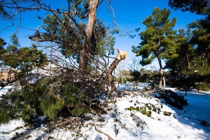 Árboles afectados por el temporal de nieve 'Filomena'