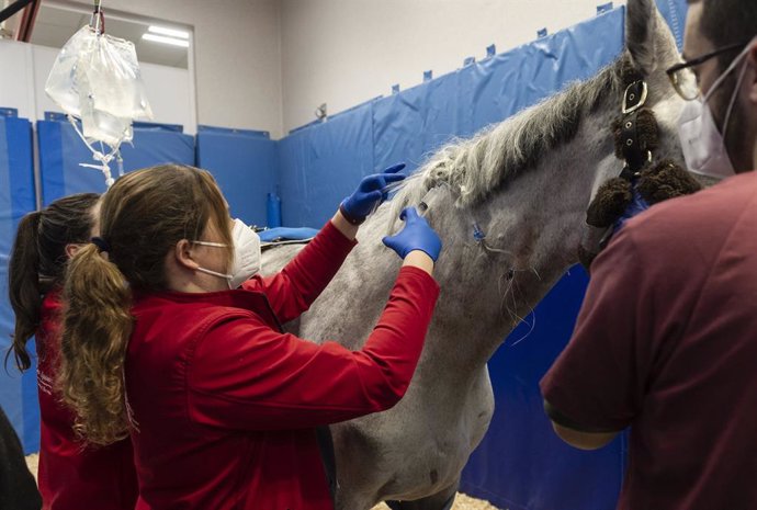 El personal de Hospital Clínico Veterinario HCV CEU de la Universidad CEU Cardenal Herrera (CEU UCH) ha atendido a 26 caballos desde que se detectaron los primeros casos de herpesvirus equino en Valencia.