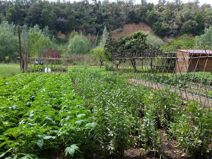 Archivo - Imagen de archivo de un huerto urbano en Sabadell