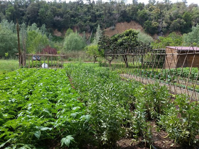 Archivo - Un huerto urbano en Sabadell