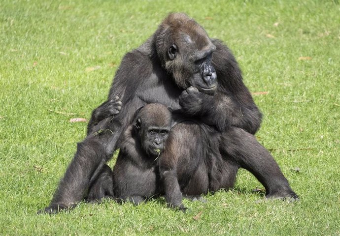 Chimpancés en Bioparc