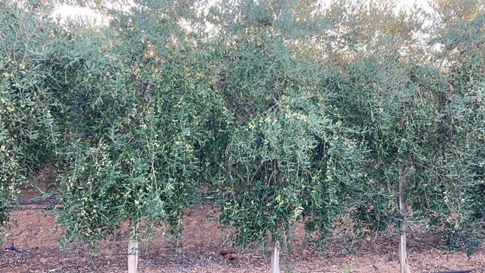 Olivar en una imagen de archivo.