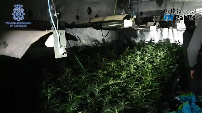 Plantación de marihuana intervenida en el barrio de Verge de Lluc, en Palma.