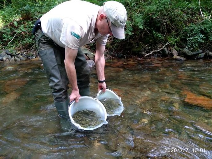 Archivo - Suelta se salmones en un río de Gipuzkoa