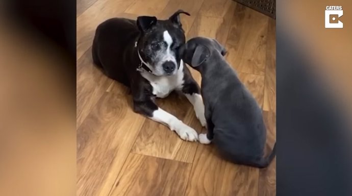 A este perro senior no le hace mucha gracia su nuevo hermano cachorro