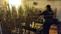 Cinco detenidos en Posadas (Córdoba) tras desmantelar un cultivo 'indoor' con 528 plantas de marihuana