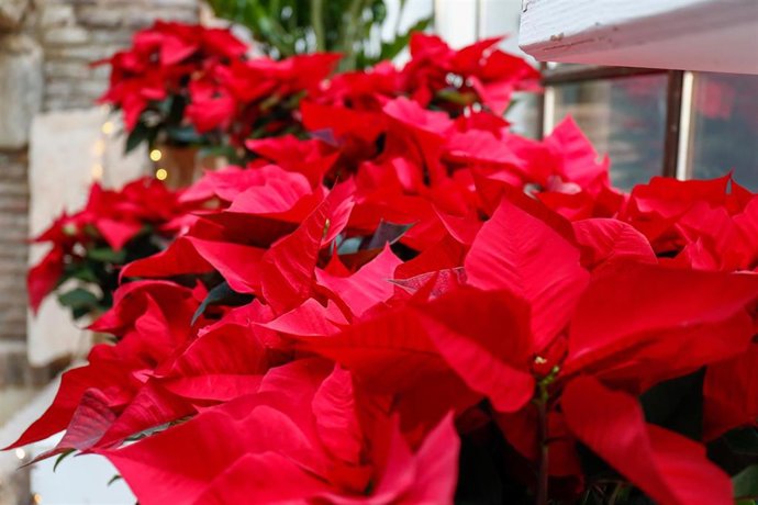 Archivo - Floristería