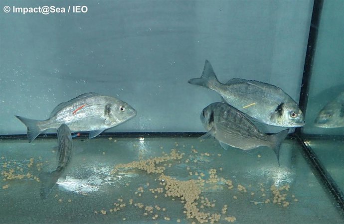 Doradas en cautividad.