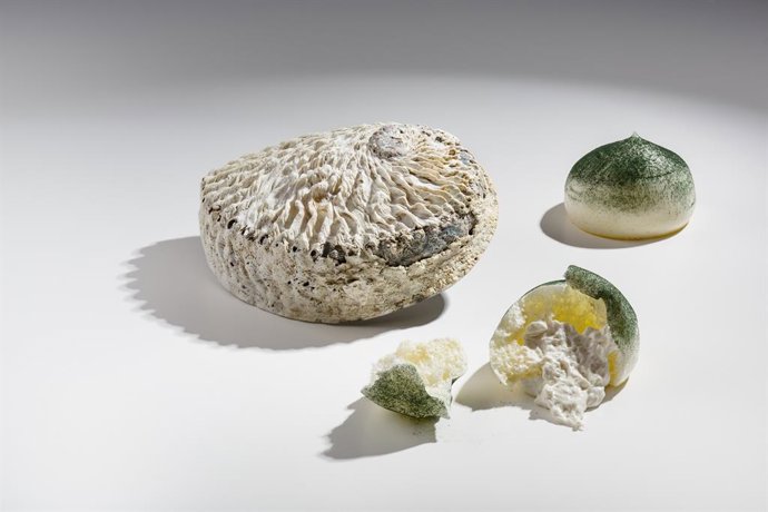 Archivo - Frágil roca de abalón