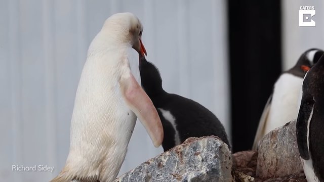 Un fotógrafo captura en imágenes a un extraño pingüino papúa de color blanco en la Antártida