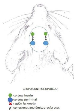 Dibujo de una de las ratas operadas, a las que no se inyectó intracerebralmente ninguna neurotoxina en el marco de un estudio de la Universidad de Granada.