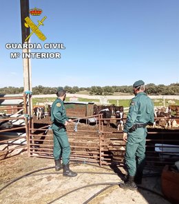 Investigadas dos personas por falsedad documental en el transporte de reses vivas